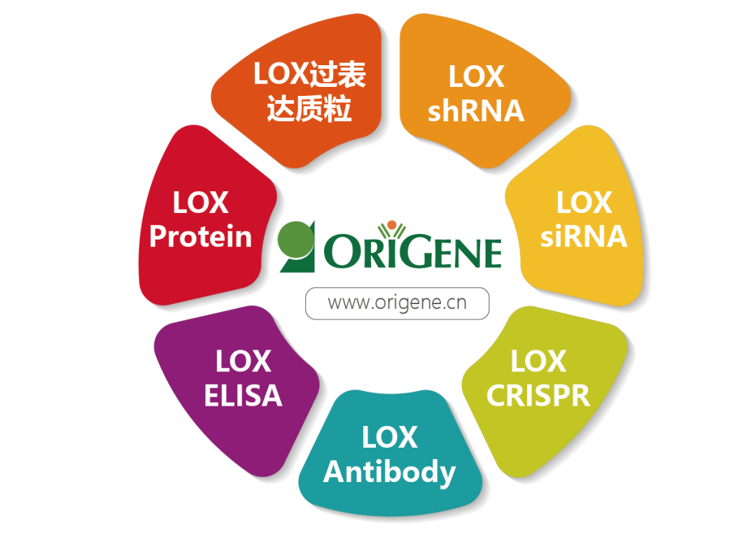 扩散重要蛋白-LOX