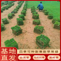 With soil turf real grass villa courtyard greening Taiwan grass Manila four-season green green grass easy to live and resistant to trampling