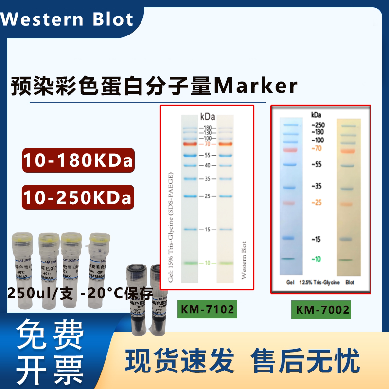 Kemix彩色预染分子量蛋白marker10-180/10-250KDa 250ul/支-20存