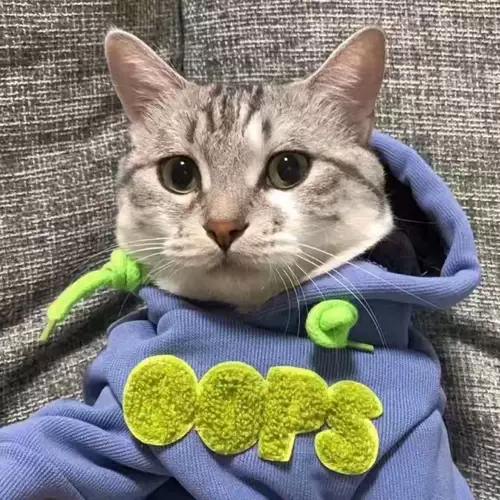 Домашние собаки и кошки на обеих ногах зимняя одежда теплый милый маленький молочный кот английский короткий голубая кошка осень и зимние существа