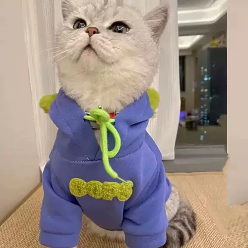 Домашние собаки и кошки на обеих ногах зимняя одежда теплый милый маленький молочный кот английский короткий голубая кошка осень и зимние существа