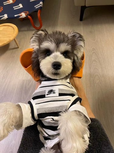 Собачья одежда маленькая собака лето тонкая одежда для кошек плюшка Померанский шнаузер Интернет знаменитость одежда собаки лето