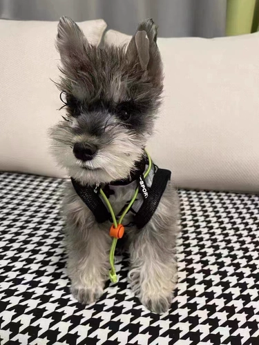 Собачья одежда лето тонкая далекая дурацкая жилет