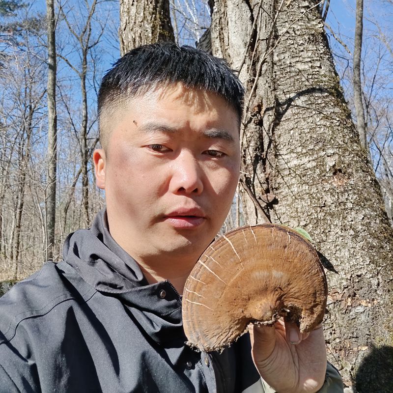 Wild thin-skinned pinhole fungus new goods thin pinhole fungus 500g Changbai Mountain wild Ganoderma lucidum natural mountain people straight hair