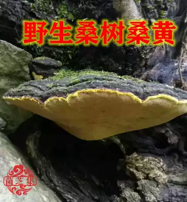 Authentic wild Mulberry tree Mulberry Yellow Ganoderma Lucidum bacteria Pruning Pure wild Mulberry yellow wild Ganoderma Lucidum 250g