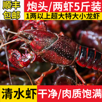 10 юаней раков с пушечной головой свежие очень большие одна или две креветки живые креветки с красными панцирями выращенные в пресной воде (чистые не нужно чистить щеткой)