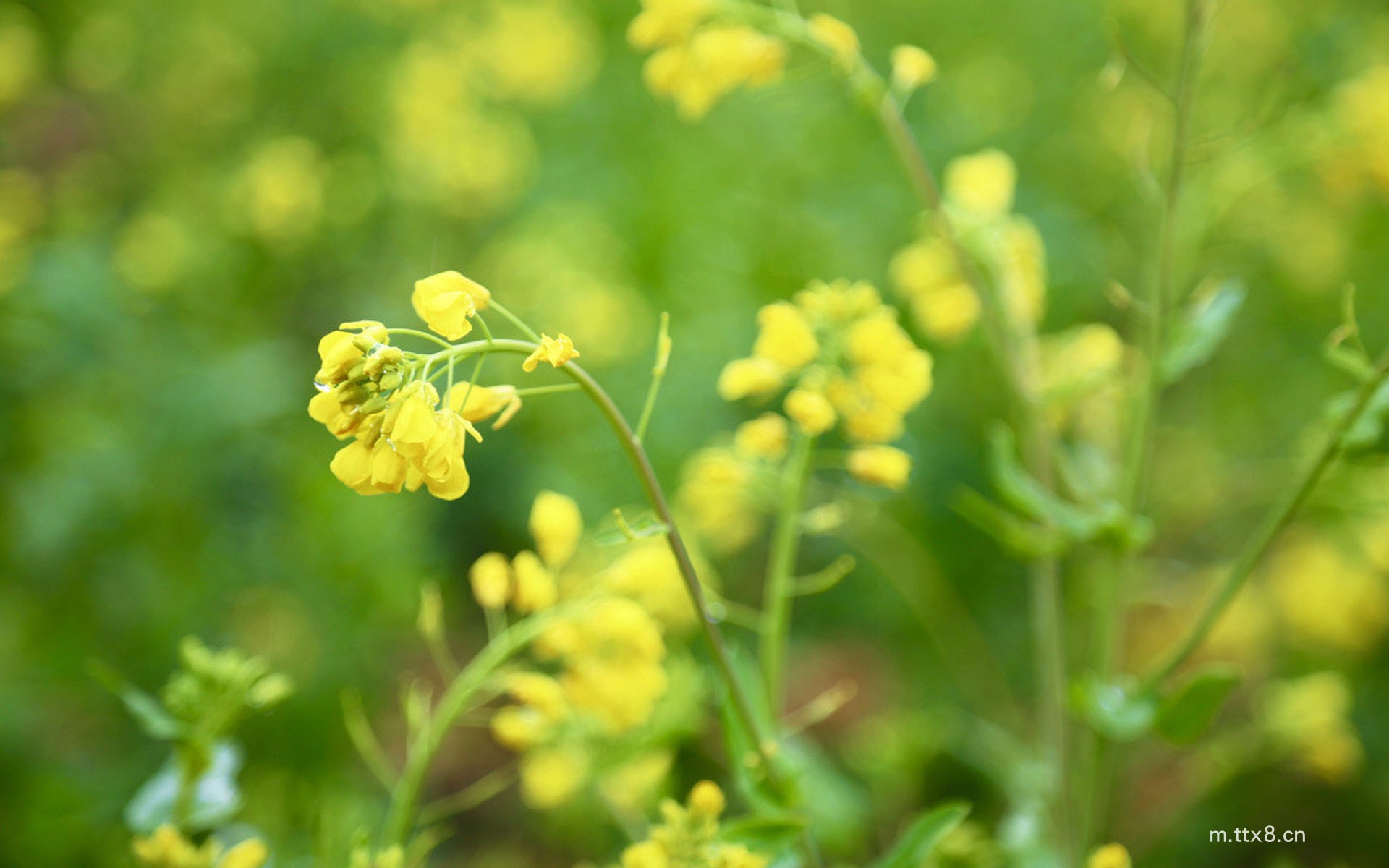 油菜花图片大全高清壁纸 唯美油菜花田高清桌面壁纸8.jpg