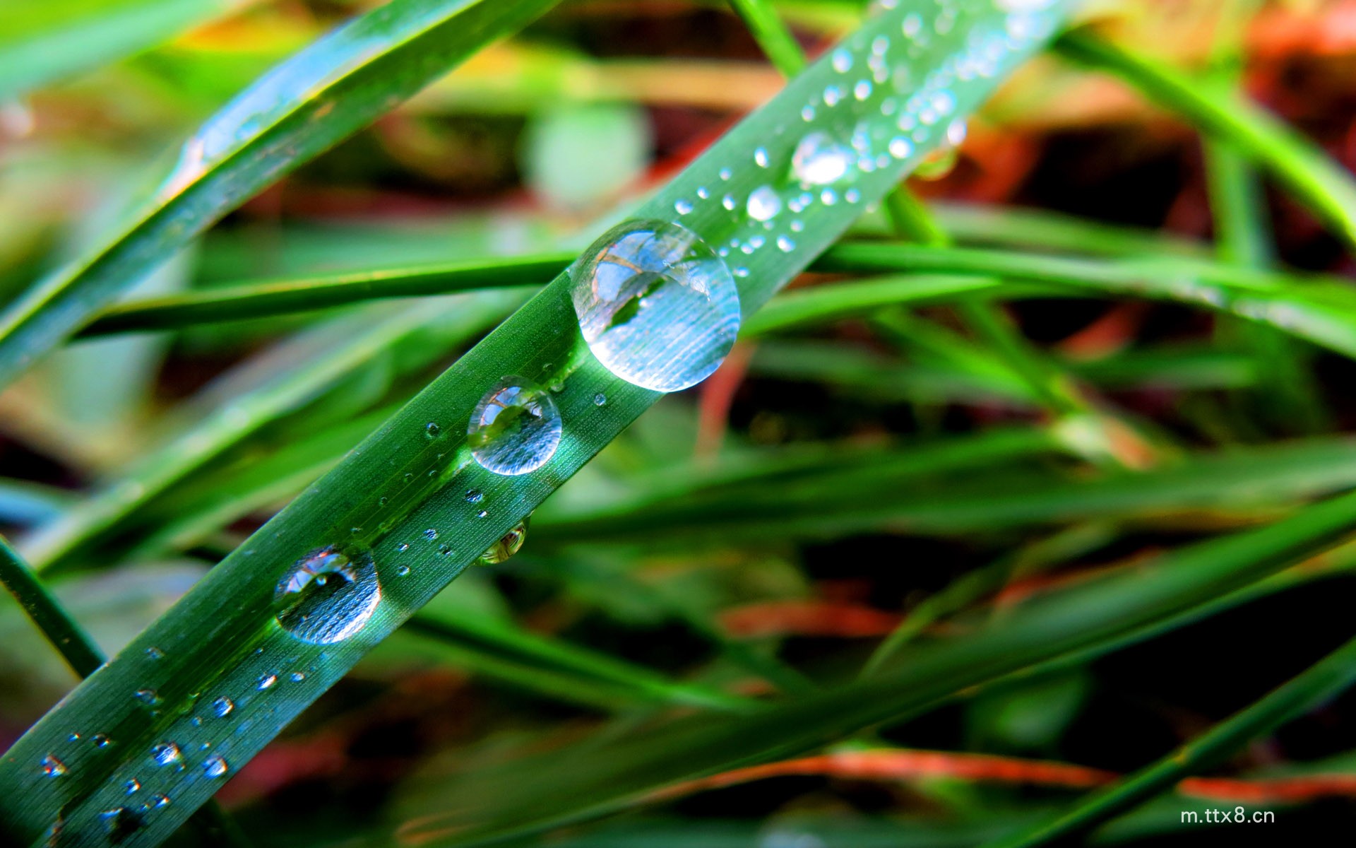 绿叶上的露珠高清护眼电脑桌面壁纸