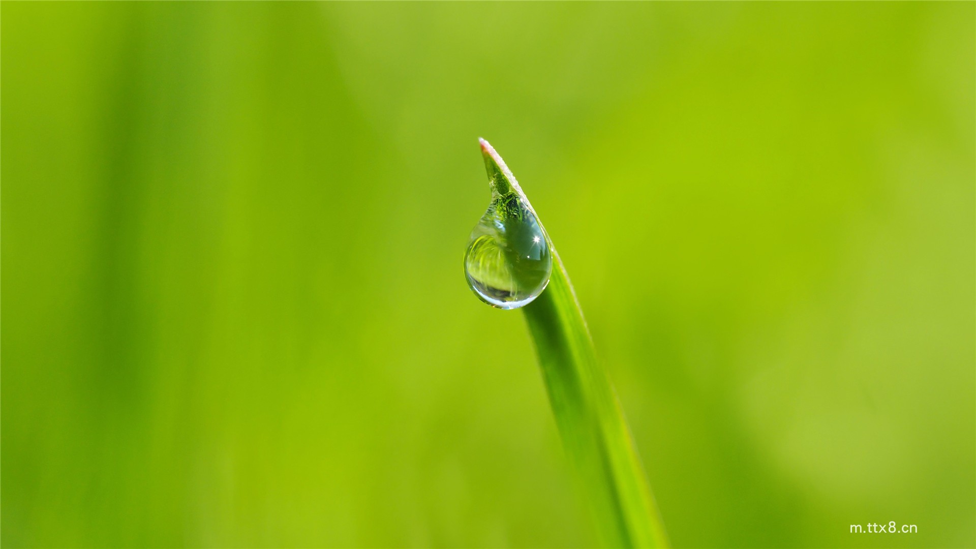清新植物绿叶小水珠风景高清图片壁纸 绿色叶子护眼高清桌面壁纸11.jpg
