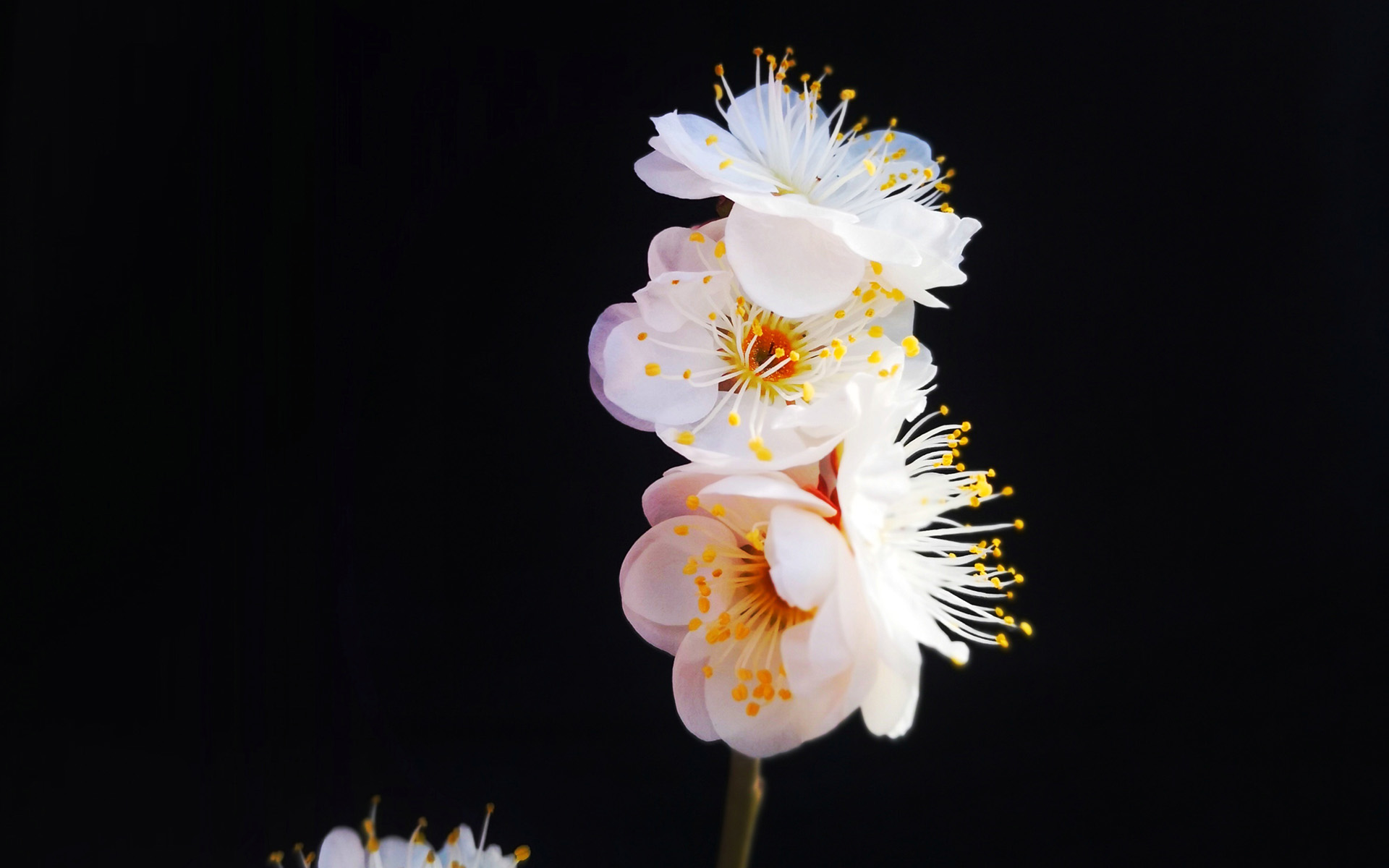 冬日梅花微距特写高清桌面壁纸 5.jpg