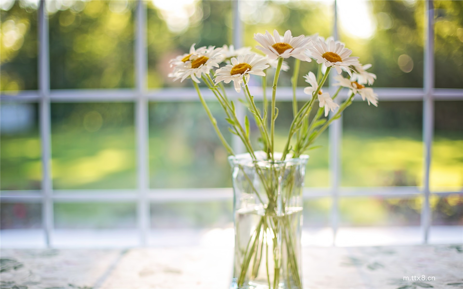 小清新花卉植物盆栽图片大全高清桌面壁纸 小清新植物盆栽图片大全高清桌面壁纸8.jpg