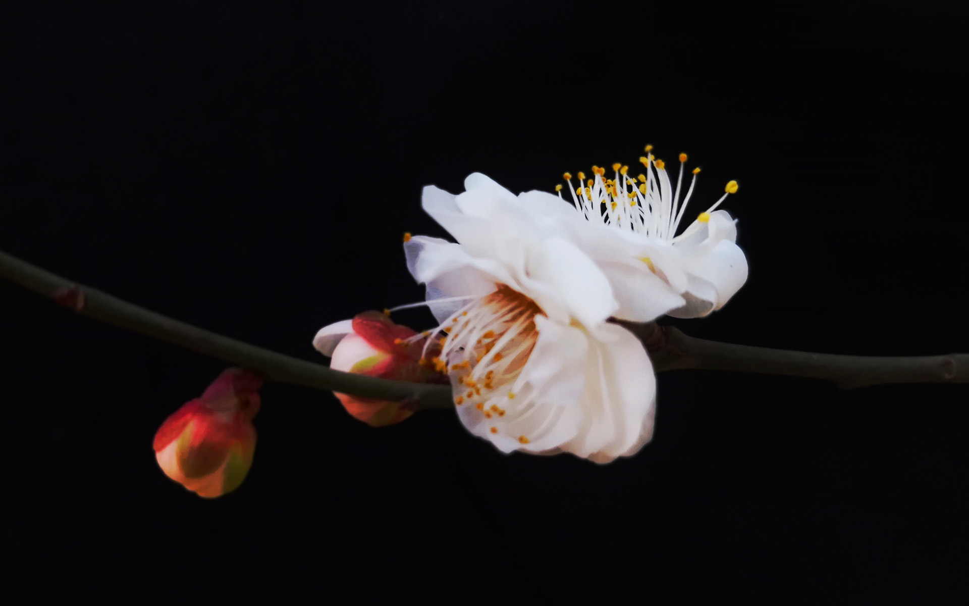 冬日梅花微距特写高清桌面壁纸 3.jpg