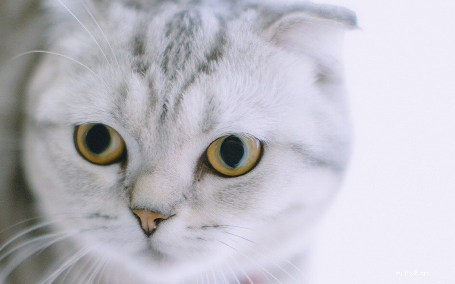 可爱网红猫咪高清大图桌面壁纸10.jpg