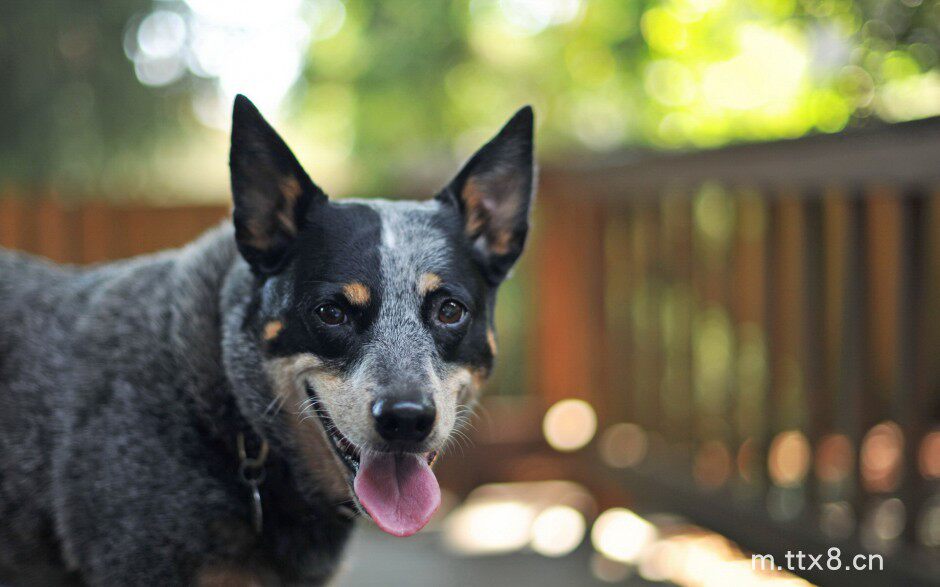 呆萌可爱的澳洲牧羊犬户外写真图片8.jpg