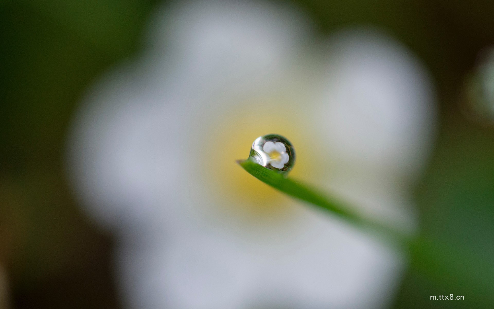 绿叶上的露珠高清护眼电脑桌面壁纸 绿叶上的露珠高清护眼电脑壁纸2.jpg
