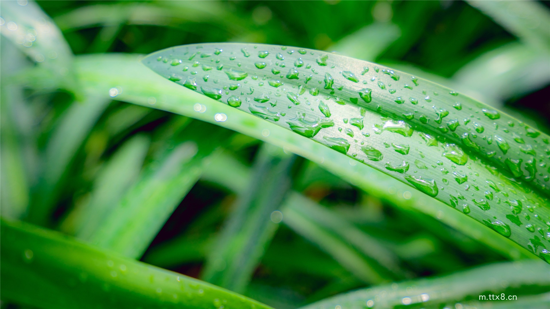 清新植物绿叶小水珠风景高清图片壁纸 绿色叶子护眼高清桌面壁纸9.jpg