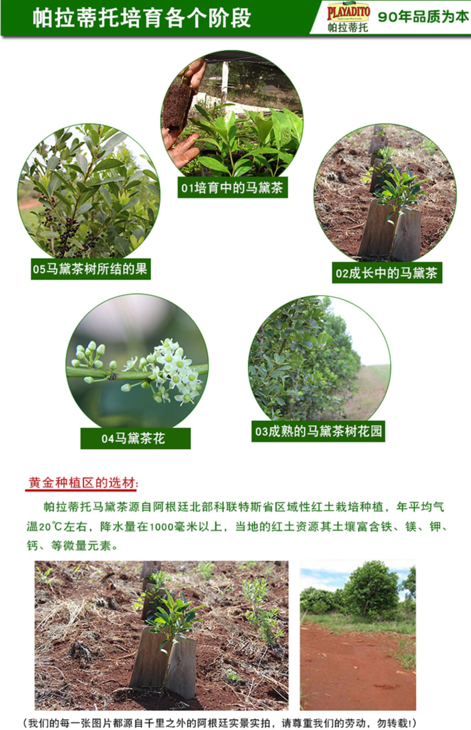 阿根廷原装进口帕拉蒂托马黛茶