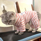 Cat clothes summer thin anti-shedding cloth doll Garfield British short spring clothes pet dog four-legged home pajamas