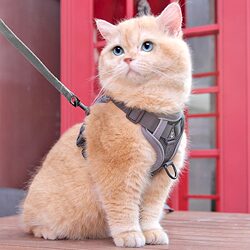 Cat Harness Leash to Prevent Escape, Special Cat Walking Leash, Pet Harness Chain, Adjustable Cat Walking Tool