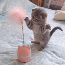 Cat Toy Tumbler Teaser Wand with Feathers and Bell, Self-Entertaining Boredom-Relief Spinner, Cat Teaser Gadget, Teething Kitten Toy