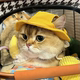 Cat summer sunshade, anti-strangle hat, anti-shedding ears, adjustable rope buckle fisherman hat, pet dog supplies