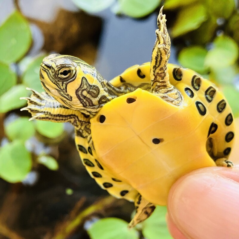 皇家芙茵水族特卖店的LOGO