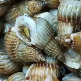 青岛志豪海鲜
