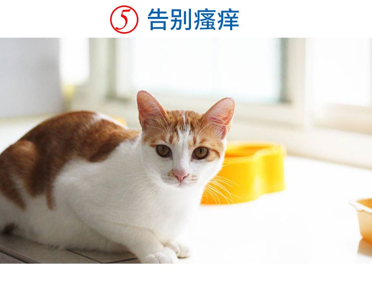 Pet dog tẩy giun ngoài diệt côn trùng chó mèo và chó tẩy giun trong ống nghiệm ngoài phun thuốc diệt bọ chét - Cat / Dog Medical Supplies xilanh tiêm