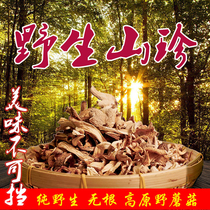 Gansu wild pine mushroom dry goods specialty wild mushroom pine mushroom aeruginosa fir tree fungus black fungus angoose fungus