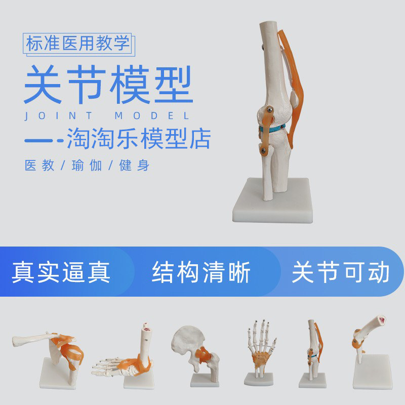 人体膝关节肩关节肘髋手脚加固骨骼模型医学教用韧带颈椎腰椎塑胶