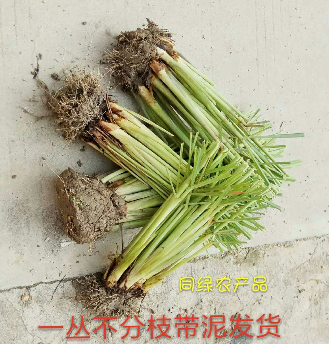 产地直销云南香茅草 香草火锅 卤菜用的好香料500克每袋批发-阿里巴巴