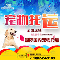 National Pet Consignment Service Cat Dog Charge DAffaires Shenzhen Shanghai Guangzhou International Airlift Airlift