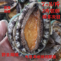 Dalian fresh and wrinkled abalone deep-sea wild live shipping Yellow Bohai Sea to produce 7 to 8 heads for 2 catties