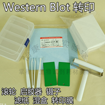 Promotion Western Transfer Roller Immunoblotting WB Roller Glue Cutting Glue Spatula Electrophoresis Transfer Tweezers Filter Paper