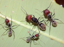 Red head bow back Ant domestic giant bow back Ant super large ant pet ant ant nest workshop Castle Ant Live