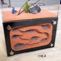 West Point Tribe Ant Villa Ant Workshop Ant Castle Ant Pet