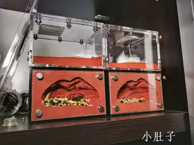 Small one-bedroom Ant Villa one-bedroom ant nest Ant Ant Workshop Ant Castle Ant pet