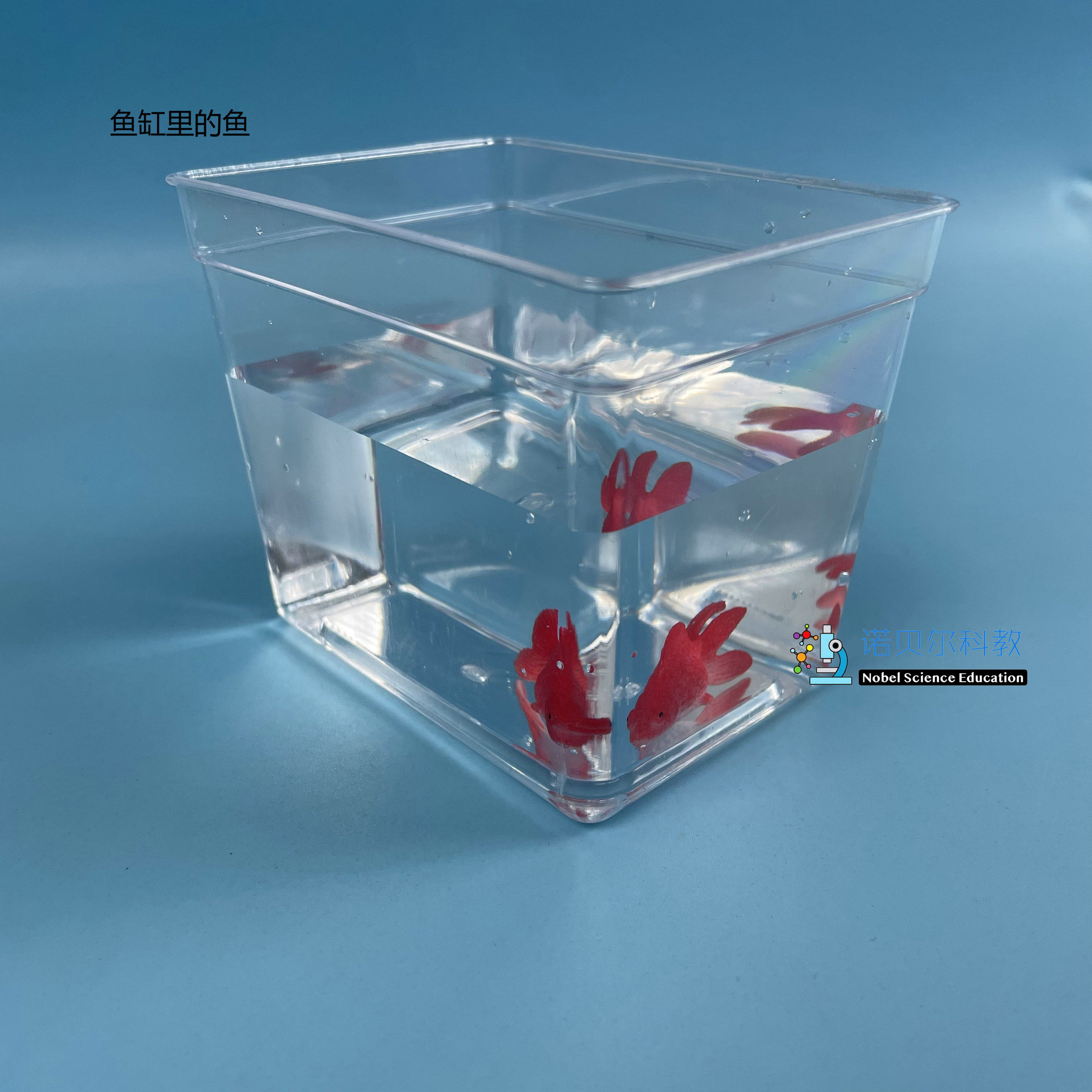 观察鱼缸里的金鱼诺贝尔科教实验材料金鱼模型3cm