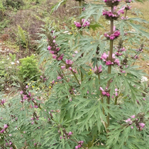 1 pound of local pure wild motherwort (natural motherwort)