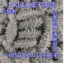 Russian wild sea cucumber 100 head light dried sea cucumber 80% dried six rows of thorns Imported ginseng pregnant sea cucumber 50g