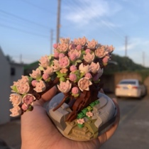 LOZ Li Wise Grain Small Building Block Flower Cherry Blossom assembly simulation Puzzle Home Living Room Living-room Pendulum to decorate multi-meat