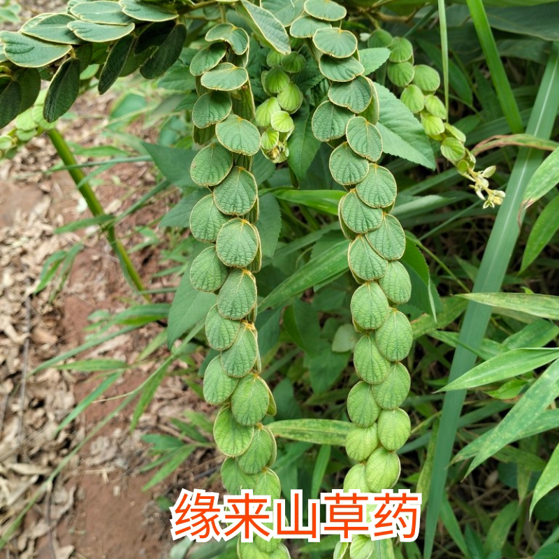 Fresh Money Grass, Chinese Herbal Medicine Money String Grass, Money Tree, Stacked Money Grass, Whole Plant 500G/Portion, Natural