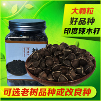 Authentic wild India imported Moringa seeds 500g pure natural African selected Moringa seeds for food