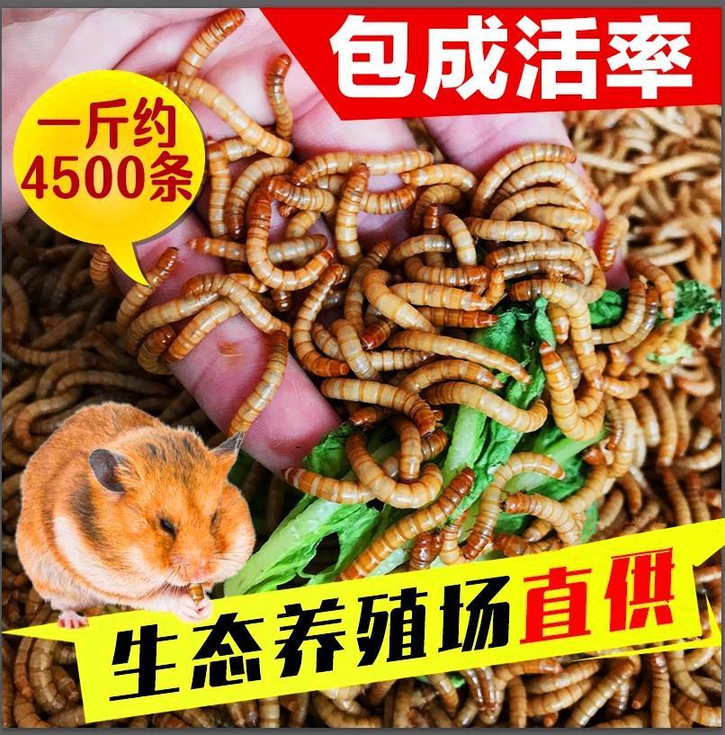 Meal worm live Tenebrio molitor live species Arowana turtle hamster lizard stone frog bird feed introduction breeding