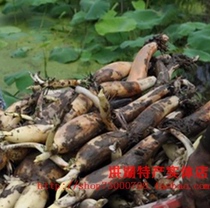 Hubei Honghu lotus root with mud powder Lotus root fresh vegetables 2500 grams shipped in September 2021