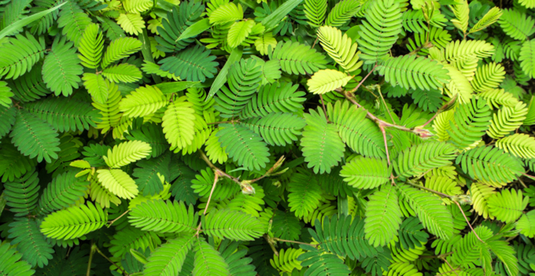 体验种植乐趣,带来活力家居时光4