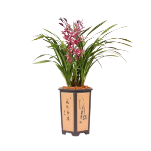 兰花苗盆栽带花苞金边植物室内花卉建兰墨兰四季兰浓香型矮种绿植