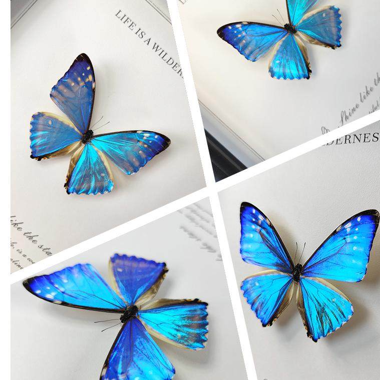 送什么有新意？2025年西风黎明闪蝶真蝴蝶标本成家居装饰新宠