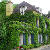 Three-leaf Creeper Seedler Seedler Seedlings Climbing Vine Plants Climbing Tiger Garden Climbing Flower Climbing Corridor Wall