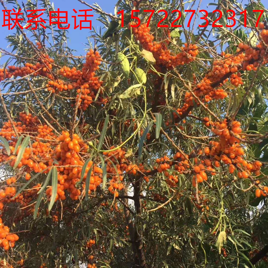 Sea buckthorn forest tree seedlings seeds fruit tree fruit medicinal seeds four seasons species southern and northern thorny plant seedlings